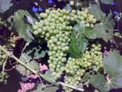 PROTOS HAS THE BEST VERDEJO GRAPES CLONES SELECTIONS IN ITS VINEYARDS