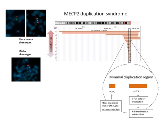 Brindis Solidario Protos - FUNCIÓN DE LA PROTEÍNA MECP2: IMPLICACIONES EN EL SÍNDROME DUPLICACIÓN MECP2 Y SÍNDROME DE RETT