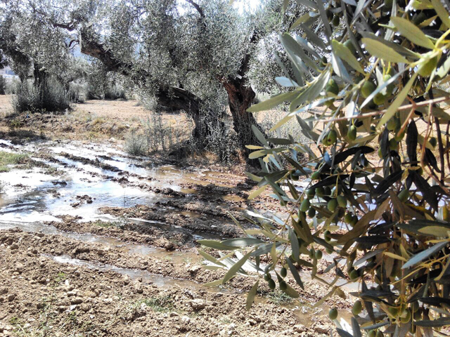 Brindis Solidario Protos - Ayúdanos a recuperar el olivar centenario abandono para genera vida en el medio rural