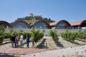 ES TIEMPO DE VENDIMIA, VÍVELA EN BODEGAS PROTOS