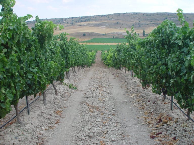 Viñedos Protos Ribera del Duero
