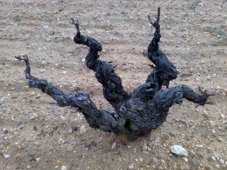 Viñedos Protos Ribera del Duero