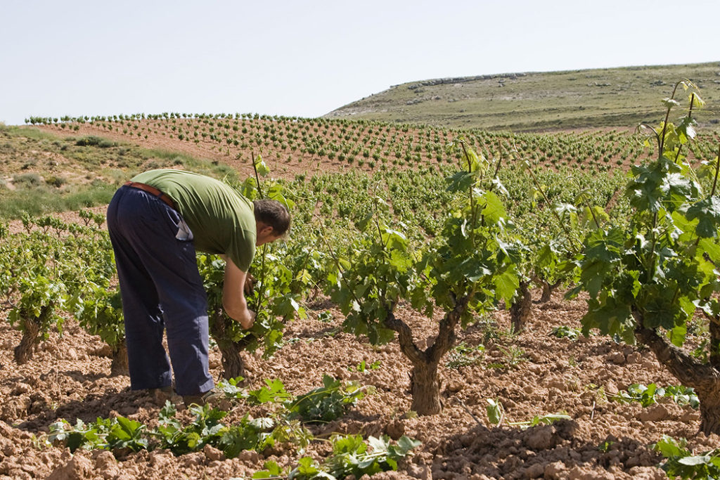 Terruño Viñedos Protos