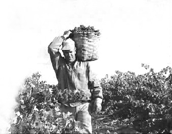 Bodegas Protos Historia