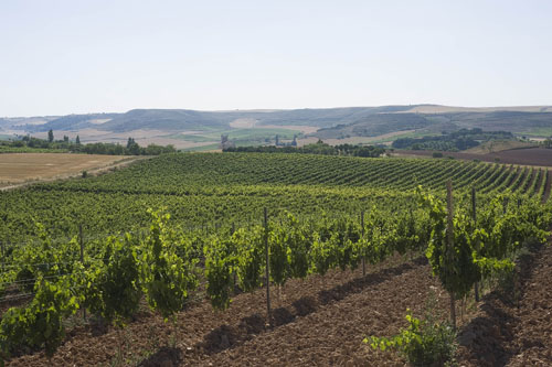 Viñedos Protos Ribera del Duero 1