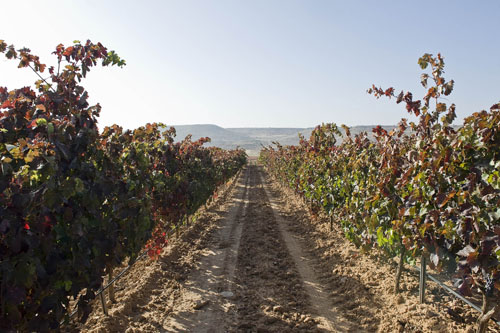 Viñedos Protos Ribera del Duero 2