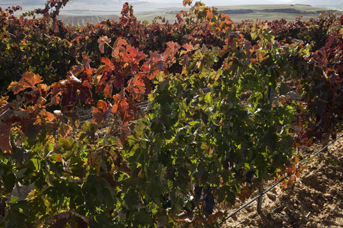 Viñedos Protos Ribera del Duero 3