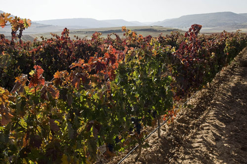 Viñedos Protos Ribera del Duero 4