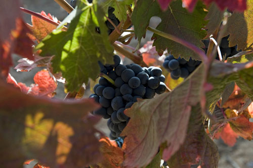 Viñedos Protos Ribera del Duero 5
