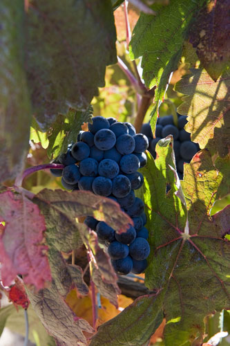 Racimo de tempranillo