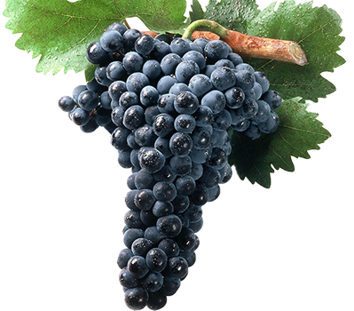 Uva tempranillo, la variedad principal de Ribera del Duero