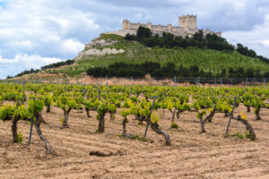 Enoturismo en la Ribera del Duero