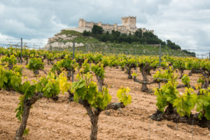 Enoturismo en la Ribera del Duero