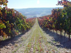 ruta ribera del duero