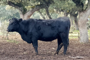 Vaca Angus