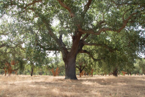 Quercus Suber