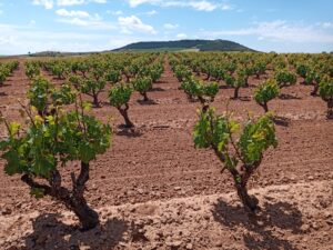 viñedo Ribera Duero