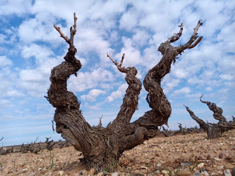 Ribera Duero suelo