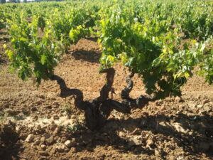 Vineyards Bush or Trellis trained Bodegas Protos
