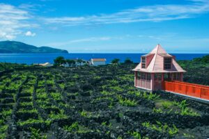 Viñedo en las Islas Azores