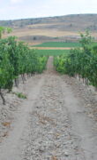 Viñedos Protos
