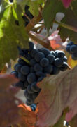 Viñedos Protos Ribera del Duero 5