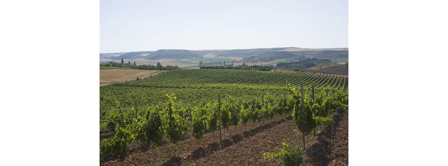 Viñedos Protos Ribera del Duero 1