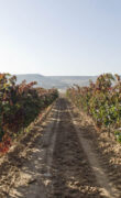 Viñedos Protos Ribera del Duero 2