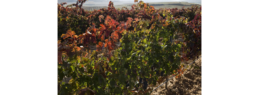 Viñedos Protos Ribera del Duero 3