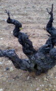 Viñedos Protos