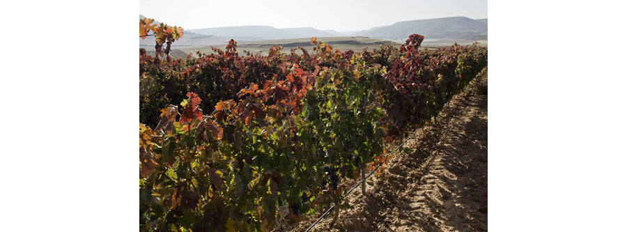Viñedos Protos Ribera del Duero 4