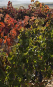 Viñedos Protos Ribera del Duero 3