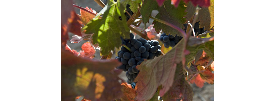 Viñedos Protos Ribera del Duero 5