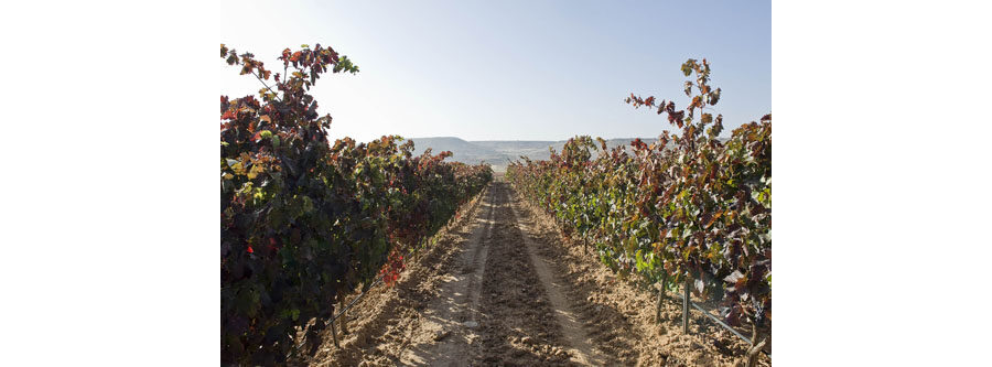 Viñedos Protos Ribera del Duero 2