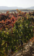 Viñedos Protos Ribera del Duero 4