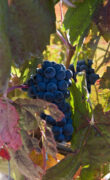 Viñedos Protos Ribera del Duero 6