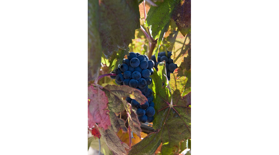 Viñedos Protos Ribera del Duero 6